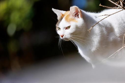 京都哲学の道での野良猫 京都哲学の道での野良猫の写真