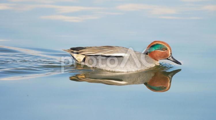 水面にもくっきり映るオスのコガモ 鳥,コガモ,野鳥の写真素材