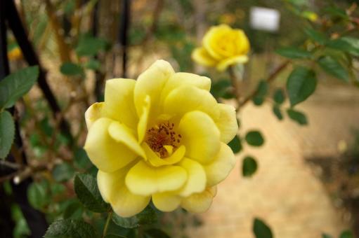 季節の花814 季節の花814の写真