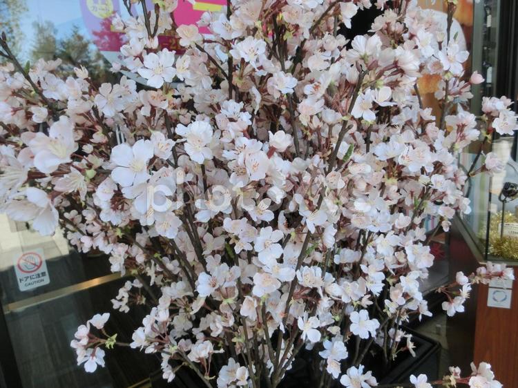 桜の鉢 桜の鉢,桜,さくらの写真素材