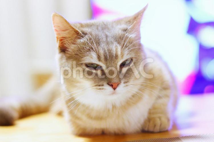 うとうとする猫 猫,ねこ,子ネコの写真素材