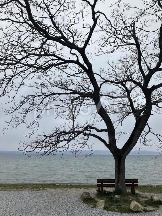 冬の湖畔：木とベンチ 湖,湖畔,木の写真素材