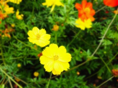 コスモス_黄色_5の写真