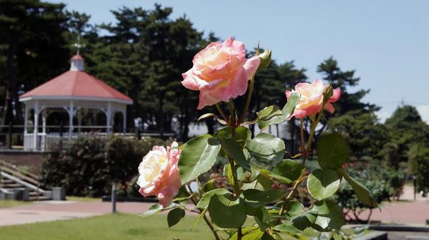ばらの花 ばらの花の写真