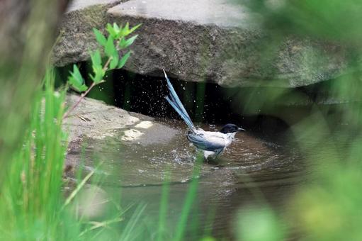 Blue-tailed Magpie Bathing in Water, JPG