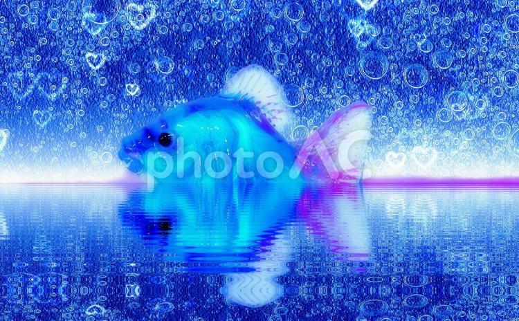 背景イメージ素材/水中のクリスタル金魚 金魚,背景,素材の写真素材