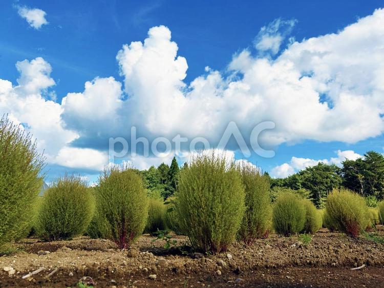 コキアと空模様 コキア,植物,葉の写真素材