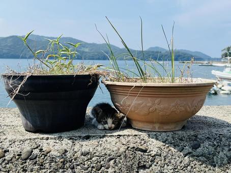 植木鉢の間に子猫ちゃん 植木鉢の間に子猫ちゃん 可愛い,植木鉢,猫の写真素材