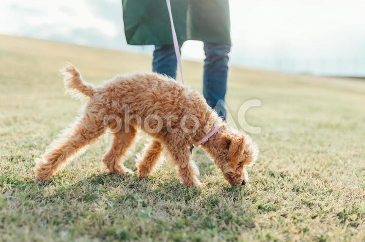 愛犬と遊ぶエプロン姿の女性（芝生） 犬,ペット,動物の写真素材