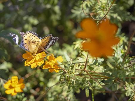 オレンジの花に舞うチョウ オレンジの花に舞うチョウの写真