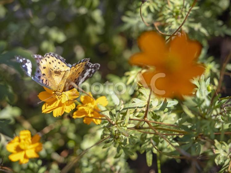 オレンジの花に舞うチョウ 蝶,チョウ,花の写真素材