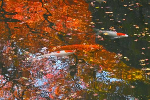水面に写った紅葉の中を泳ぐ錦鯉 水面に写った紅葉の中を泳ぐ錦鯉の写真