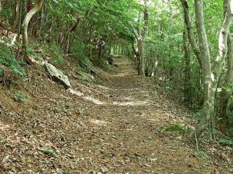涼風が吹き抜ける夏の木漏れ日の山道 涼風が吹き抜ける夏の木漏れ日の山道 山道,木陰,森の写真素材