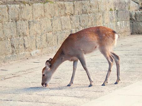 南大門そばにいた雌鹿 哺乳類,草食動物,奈良県奈良市の写真素材