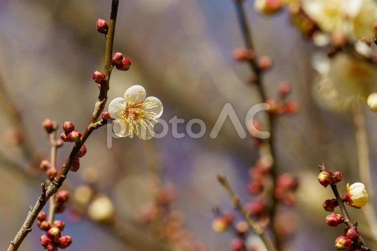 春の季節を告げる梅の花 梅,梅の花,空の写真素材