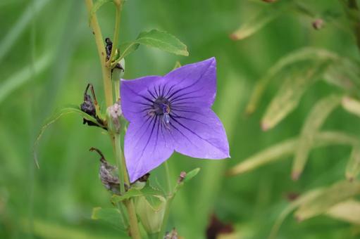桔梗の紫の花びらの花のアップ 桔梗の紫の花びらの花のアップ 桔梗,紫,花びらの写真素材