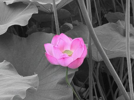 水芙蓉_202501 水芙蓉_202501 蓮,不忍池,モノクロの写真素材
