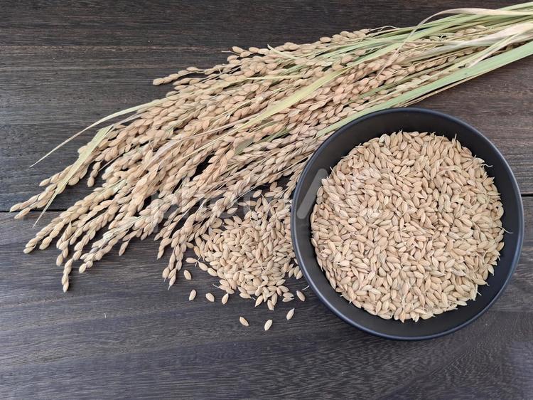 稲穂と籾_焦茶木目バック_7 秋,秋の味覚,米の写真素材