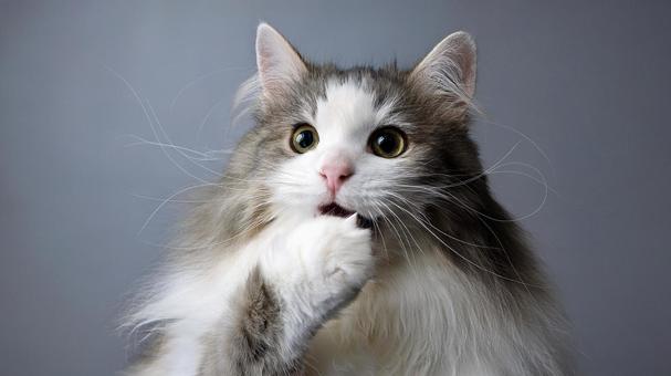 にゃんとも驚いた猫2 にゃんとも驚いた猫2の写真