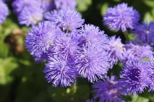 紫色の秋の花② 紫色の秋の花②の写真