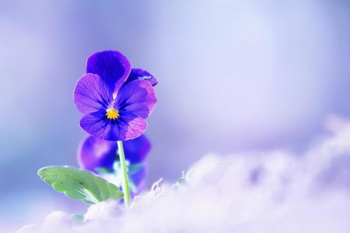 青いビオラの花 青いビオラの花 花,ビオラ,植物の写真素材