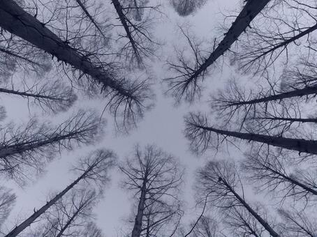 下から見上げた、冬のメタセコイアの森 メタセコイア,メタセコイアの森,冬の写真素材