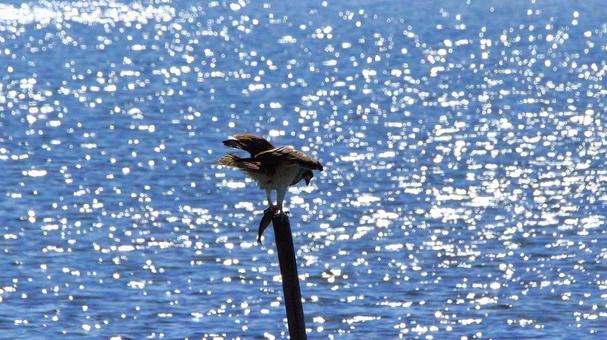 魚を捕らえたミサゴ 魚を捕らえたミサゴ 野鳥,シルエット,捕食の写真素材