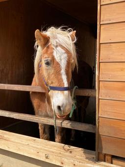 一匹の馬 一匹の馬 動物,茶色,屋外の写真素材