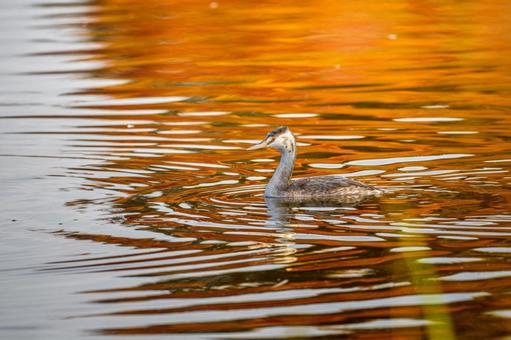 池を泳ぐカンムリカイツブリ 池を泳ぐカンムリカイツブリの写真