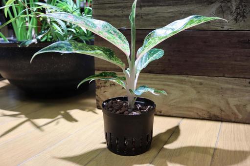 アグラオネマ　ナイトスパーク系 アグラオネマ,ナイトスパーク,観葉植物の写真素材