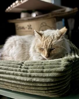 ノラ猫 シロ ノラ猫 シロの写真
