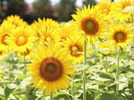 ひまわり畑 ひまわり畑 ひまわり,ひまわり畑,夏の花の写真素材