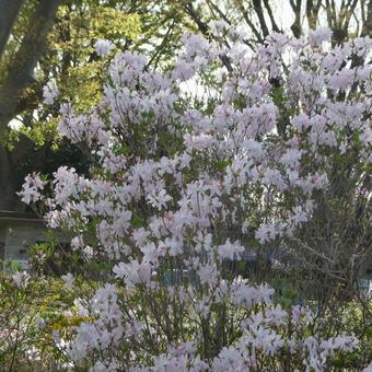 Azalea Kurofune Azalea Flowers, JPG Azalea Kurofune Azalea Flowers, JPG