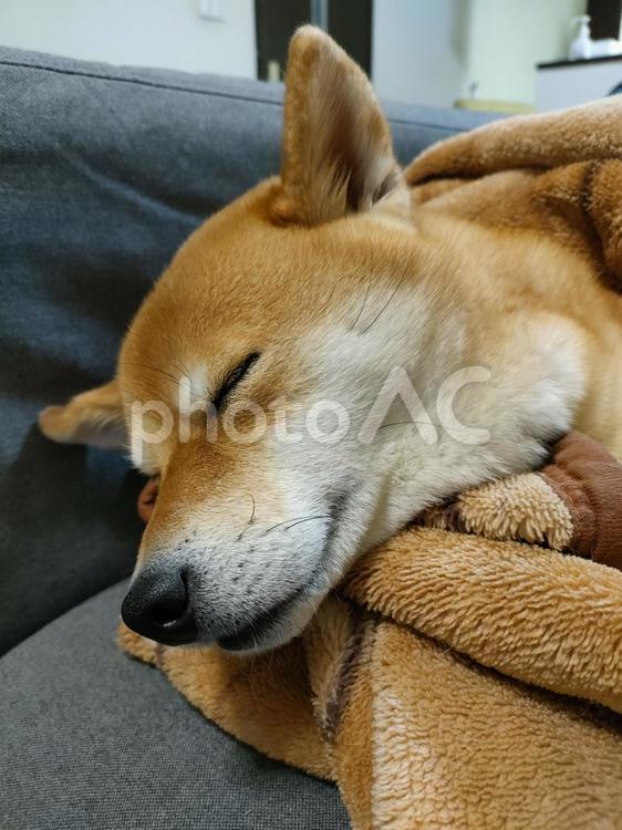 毛布に包まれながら眠る柴犬くるみ！ 犬,柴犬,シバの写真素材