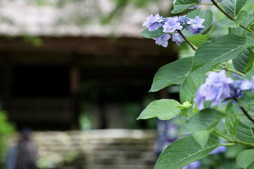 Photo, hydrangea, rainy season, june, 