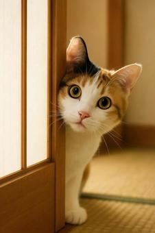 和室の障子から覗き込む猫 和室の障子から覗き込む猫の写真