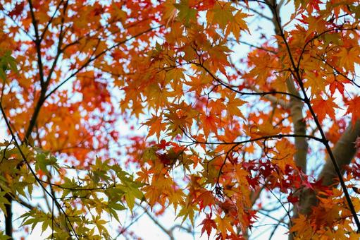 紅葉の色彩グラデーション 紅葉の色彩グラデーション 紅葉,もみじ,秋の写真素材