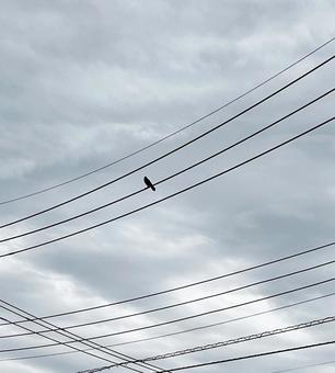 電線のカラス 電線のカラスの写真