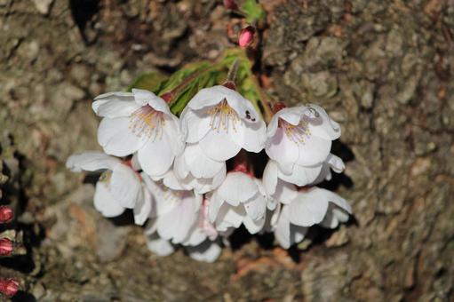 桜 ソメイヨシノ 桜 ソメイヨシノ 桜,花弁,桜木の写真素材