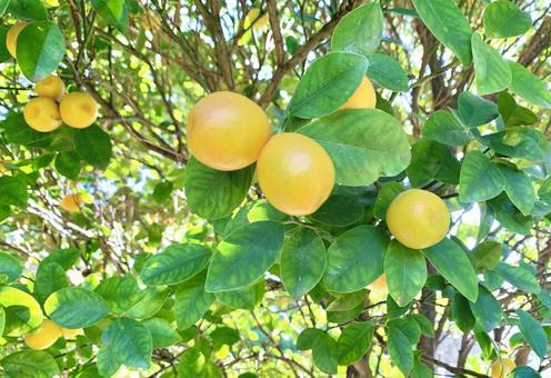 ツヤツヤなキンカン2 キンカン,金柑,柑橘の写真素材