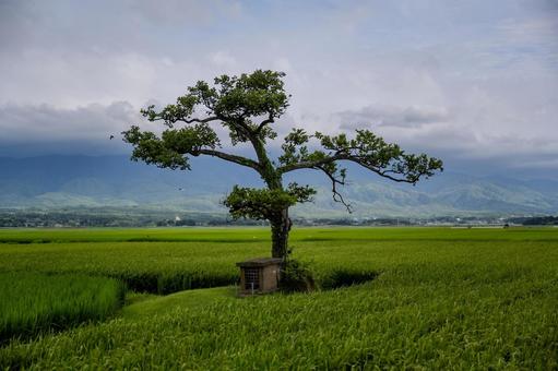 田んぼの御神木 田んぼの御神木 田んぼの御神木,植物,佐渡島の写真素材