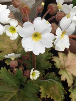 ベゴニアの写真