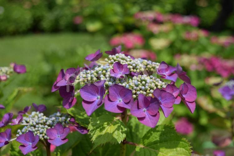 サンセット（アジサイ） サンセット,アジサイ,紫陽花の写真素材