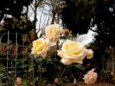 1月のバラ園に咲く淡いピンク色のバラ バラ,花,植物の写真素材