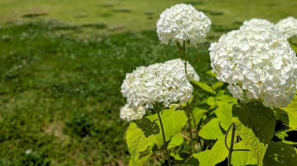 White hydrangeas bathed in sunlight, JPG