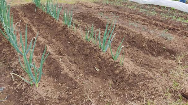 長ネギ 長ネギ,ネギ,緑の写真素材