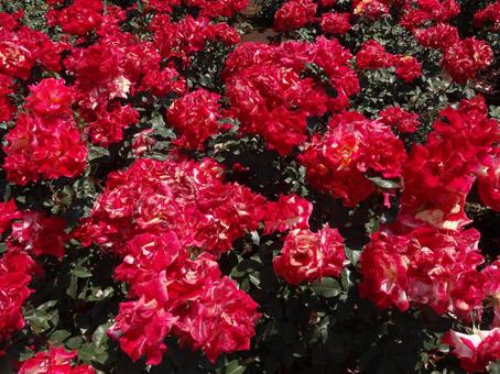 神代植物公園の春バラ 神代植物公園の春バラの写真