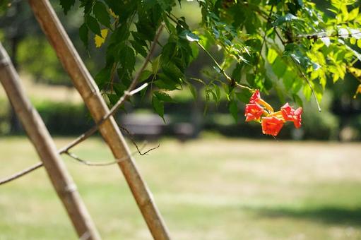 夏の日差しに映えるオレンジの花 夏の日差しに映えるオレンジの花の写真
