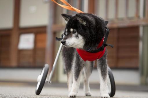 車椅子ワンコのポートレート 犬,雑種,いぬの写真素材