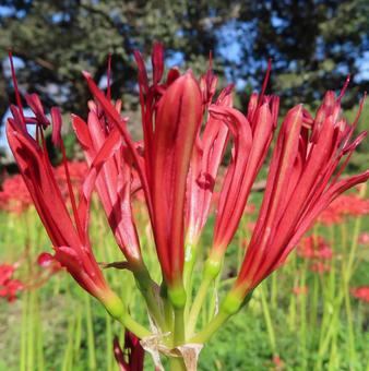 ヒガンバナ（彼岸花・曼珠沙華）の写真